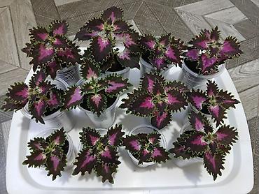 Женское счастье (Спатифиллюм): Комнатные растения в горшках 1) Цитрус (лимон/апельсин из косточки) — — 6