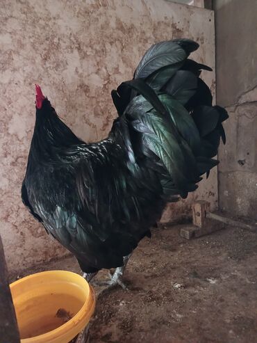 Toyuqlar: Toyuq, Australorp, Yumurtalıq