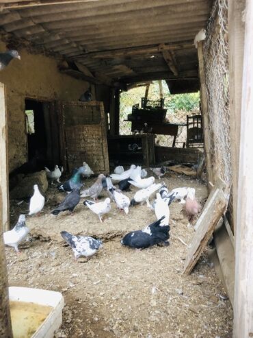 Göyərçinlər: Müxtəlif rənglərə və naxışlara malik ev göyərçinləri mövcuddur. Onlar — 12