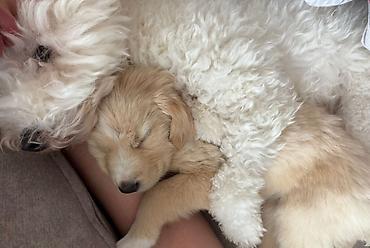 İtlər: Labrador-retriver, 2 ay, Erkek, Ünvandan götürmə, Ödənişli çatdırılma — 9