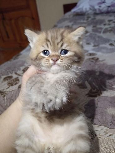 Pişiklər: Britan — 4