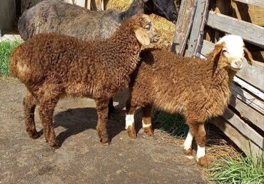 Бараны, овцы: Продаю | Овца (самка), Ягненок, Баран (самец) | Для разведения
