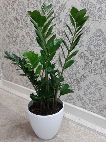 Другие комнатные растения: Замиокулькас, долларовое дерево, очень красивый, с горшком высота