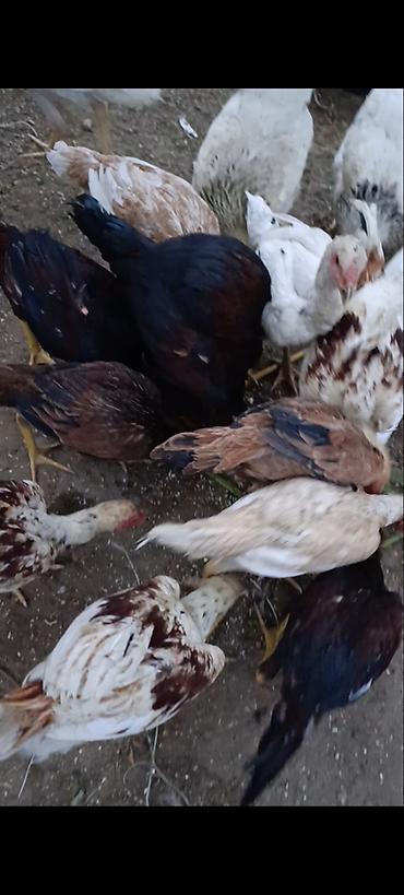 papuqay type 1: Salam gördüyünüz beçə fərə satılır yaxşı qan isdiyən buyura bilər — 3