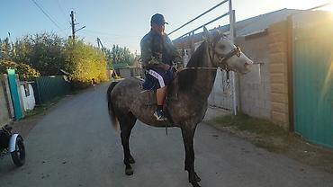 А/ч жаныбарларын сатам: Сатам | Байтал | Аргын | Көбөйтүү үчүн | Асыл тукумдуу — 7