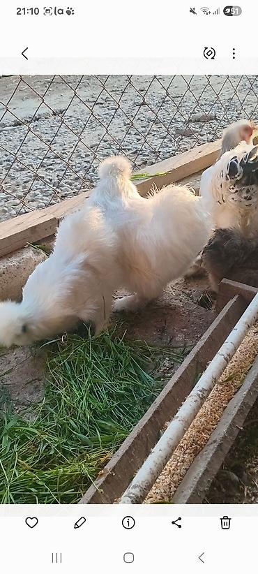 Toyuqlar: Toyuq, Damazlıq — 5