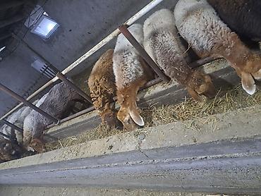 продам курей: Продаю | Ягненок | Для разведения — 2