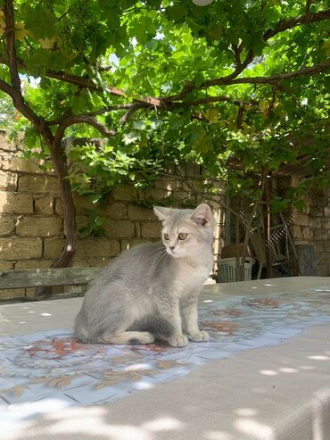 sort pişik: Britan, Dişi, Yaxşı əllərə, Ünvandan götürmə, Ödənişli çatdırılma
