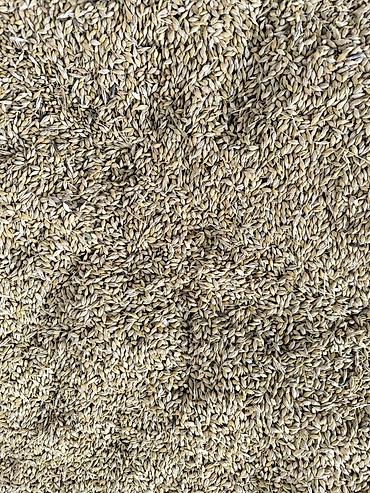 Yemlər: Arpa satılır tonu 350 AZN.
dəmyə suvarma deyil 200 ton var — 1