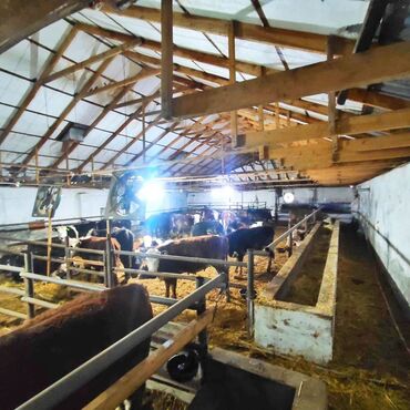 Torpaq sahələrinin satışı: Kənd təsərrüfatı, Mülkiyyətçi, Bələdiyyə, Kupça (Çıxarış) — 14