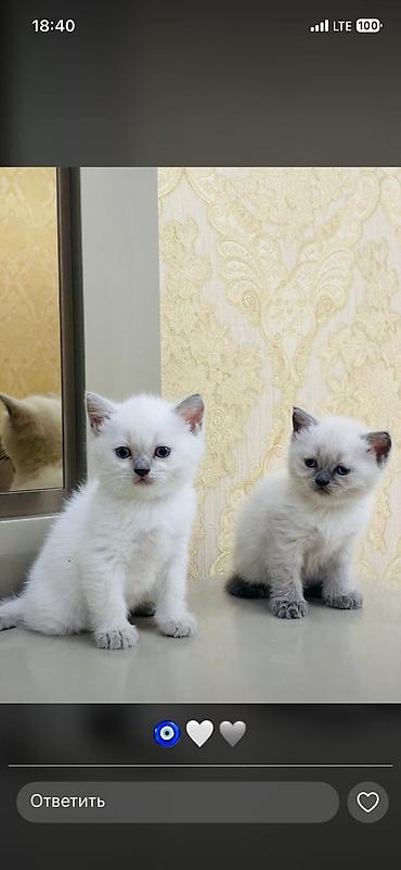 Pişiklər: Şinşilla, Dişi — 19