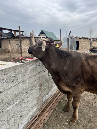 коровы с телятами: В продаже молочные коровые швиц,голштин алатауской породы стельная и с