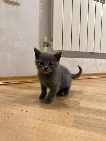 Pişiklər: Yumşaq, uzun tüklü balaca pişik balaları. Şəkillərdə iki balaca — 6