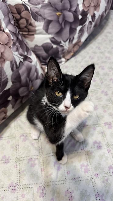 котёнок токмок: Беспородная, 2 месяца, Девочка, Биколор, Приучена к лотку, Проглистована — 5
