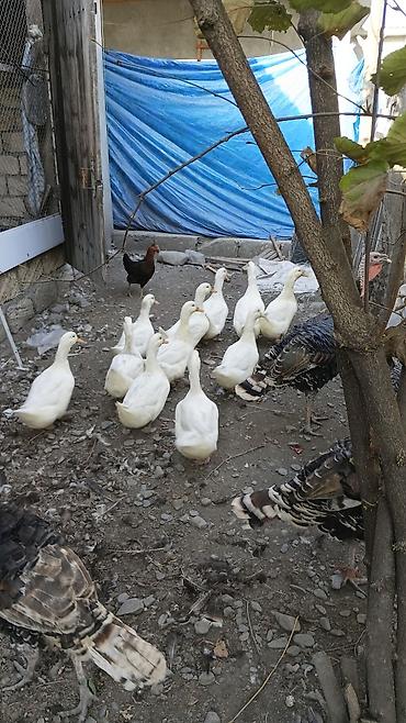 mal bazari 2020: Ağ ördək satılır — 1