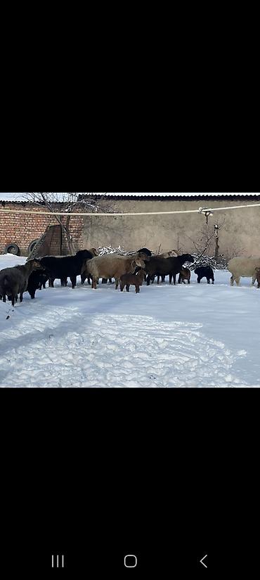 Баран, овца: Продаю | Овца (самка) | Полукровка | Для разведения | Племенные — 16