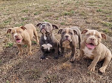 cena toy pudla: EXOTIC BULLY ŠTENCI Dostupni prelepi Exotic Bully štenci, stari 2,5 — 1