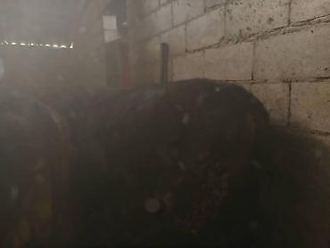 Коровы, быки: Продаю | Бык (самец) | На откорм | Привязанные — 3