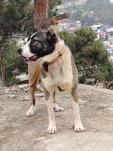 İtlər: Qurdbasar, 1 il, Dişi, Peyvəndli, Ünvandan götürmə