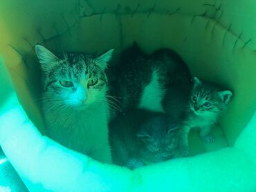 snimu 1k kv: Три прекрасных котенка ждут своих хозяев

Цена: бесплатно