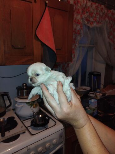 Продажа собак: Щенок декоративной породы, кремово-белый окрас, миниатюрный формат — 4