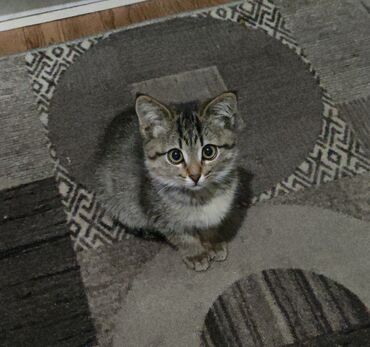 дома для кошек: Кошка даром: Беспородная, 3 месяца, Мальчик, Приучена к лотку, Проглистована