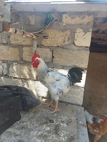 xoruz şəkli: Xüsusi rəng çaları olan xoruz - Cinsəoxşar görünüş: ağ-qara ləkəli — 9