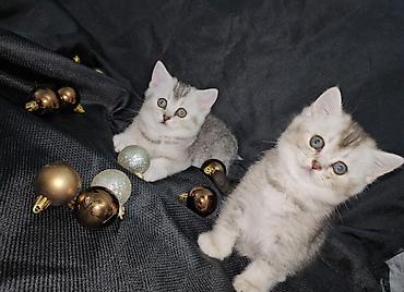 Pişiklər: Şotland, Erkək, Dişi — 24