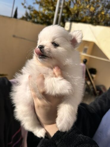 İtlər: Şpitz — 2