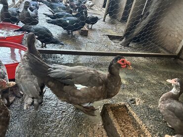 pişik ucun canta: Krasnadar Zümrüdü erkekler satılır Böyük krasnadar erkek 50azn