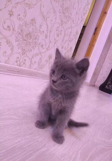 отдам в хорошие руки котят: Dişi, Yaxşı əllərə, Ünvandan götürmə