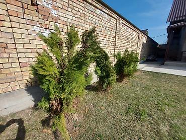 Декоративные деревья: Саженцы деревьев: Ели — 14