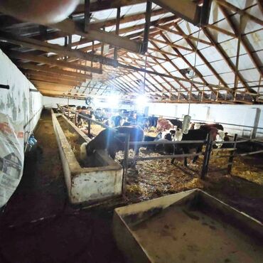 Anbar və emalatxanalar: 📍 Ünvan: Ağsu rayonu, Bozavad kəndi 📏 Sahə: 85 sot 📜 Sənəd: Kupça ✨ — 20