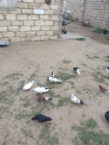 ağıllı lövhə satışı: Tutulma qusdar satılır 22 dene saxlam 2.50 hopdum