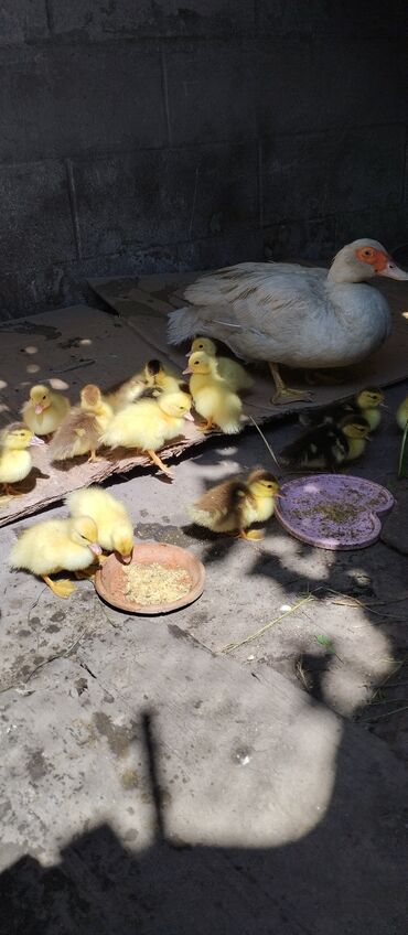 бойцовые птицы: Домашние индо утята (вывелись 27.05.24) с мамой уткой Бишкек самовывоз