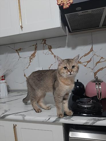 bengal pisik: Qızıl şinşilla, Erkək, Ödənişli çatdırılma — 1