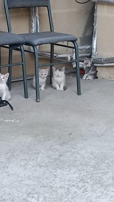 sirin pisikler: Məhsul: Balaca pişiklər (bir bala dəsti) Təsvir: - Şirin pisik — 2