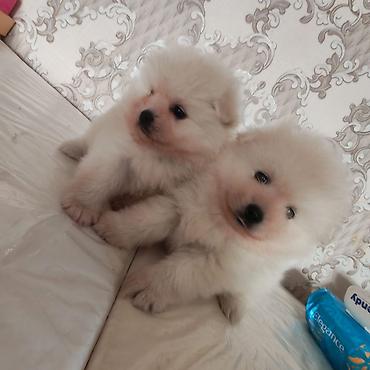 bulldog iti: Şpitz, Peyvəndli — 3