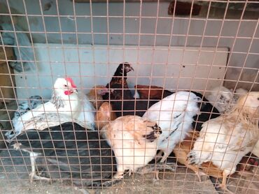 алабай в добрые руки: Müxtəlif cins ev cuceleri - Rənglər: ağ, qara, qəhvəyi, - Növlər