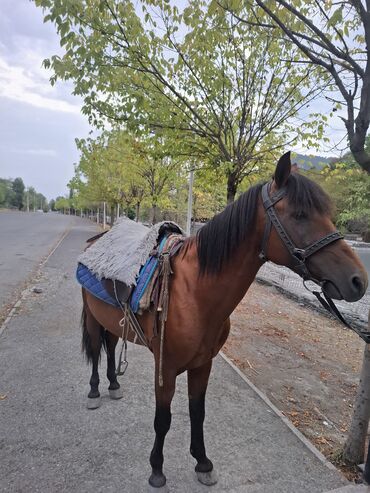 Ördəklər: Erkək, il: 9, Ünvandan götürmə