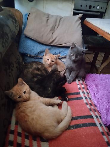 купить кошку манчкин: ​🐾 ОТДАДИМ КОТЯТ В ДОБРЫЕ РУКИ! 🐾 ​Малыши уже подросли, стали очень — 2