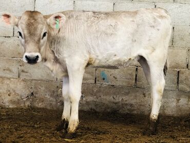 Коровы, быки: Продаю | Тёлка, Музоо, торпок | Швицкая | Для разведения, Для молока | Осеменитель