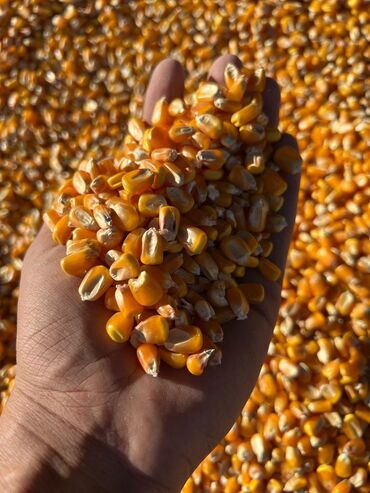 пущенная кукуруза: Куплю Кукуруза только китайская стекляшка красная! 
Договорная