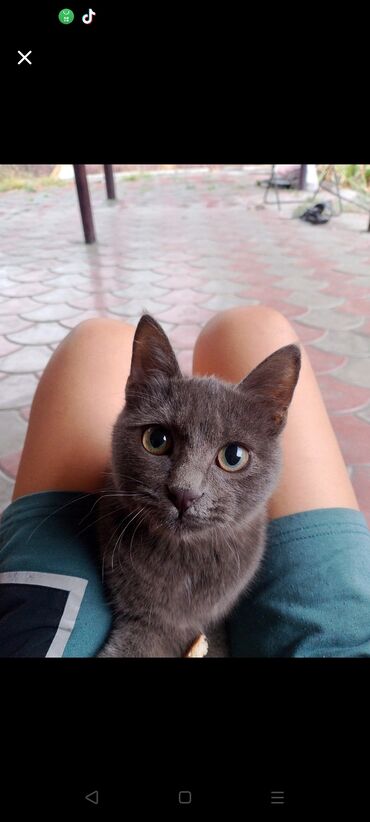 коты в оше: Кошка даром: Беспородная, Мальчик