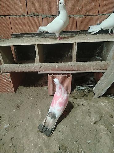hisə verilmis quyruq: Dunen gece tutulub kesiyde mayadi vap akt — 1