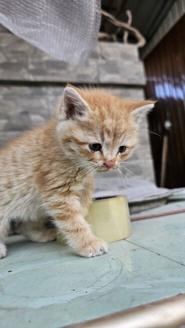 Отдам даром кошку: Кошка даром: Беспородная, 1 месяц, Мальчик, Приучена к лотку