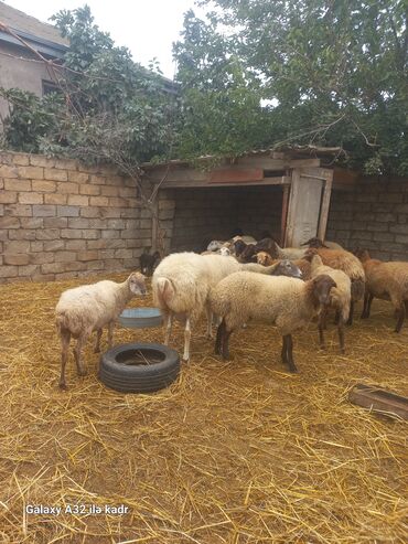 Qoyunlar, qoçlar: Qoyun sürüsü – yerli cinslərin qarışığı - Şəkillərdə kənd həyətində — 4