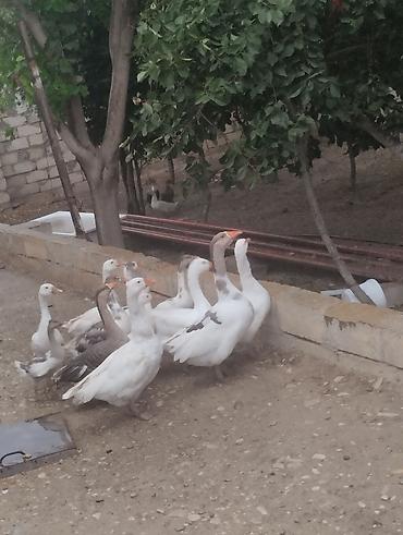 Qazlar: Qaz sürüsü – ev quşları - Növ: Qaz (ağ və boz rəngli fərdlər) - Say — 1