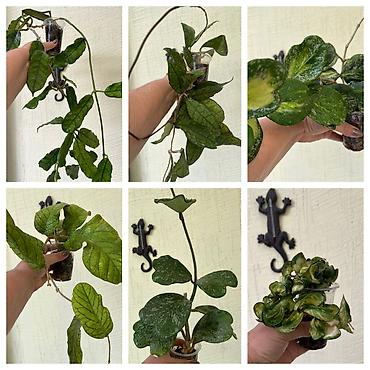 хойи: Комнатные лианы Hoya (хойя) в подвесных кашпо - Разные сорта: на фото — 5