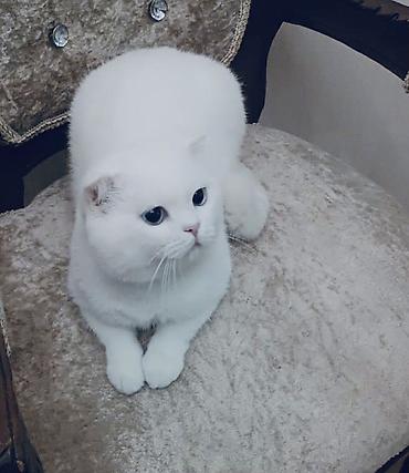 pişik satisi 2019: Şotland yastı qulaq, Erkək, Cütləşmə üçün — 1